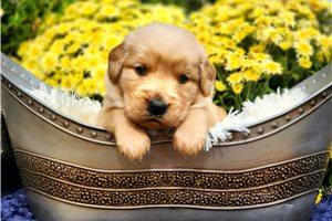 Pluto - puppy for sale