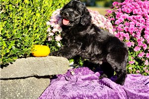 Reid - Goldendoodle for sale