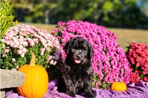 Reid - Goldendoodle for sale