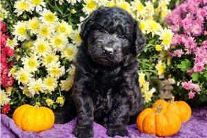 Reid - puppy for sale