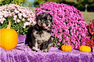Reece - Goldendoodle for sale