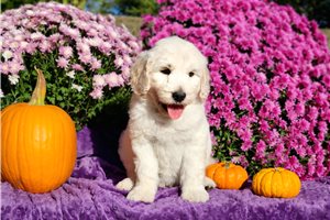 Romeo - Goldendoodle for sale