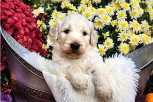 Romeo - puppy for sale