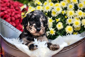 Reece - Goldendoodle for sale