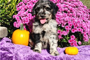 Rhodes - Goldendoodle for sale