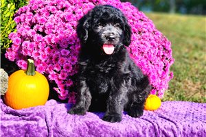 Reid - Goldendoodle for sale