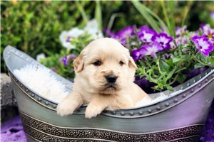 Norah - Golden Retriever for sale