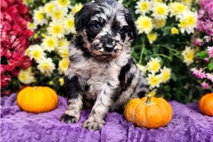 Rhodes - Goldendoodle for sale