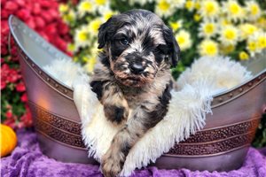 Rhodes - puppy for sale