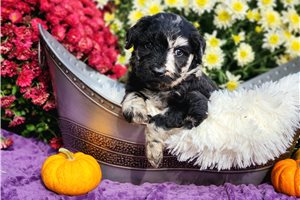 Rileigh - puppy for sale