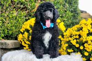 Levi - puppy for sale