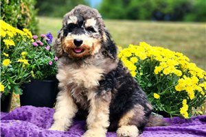 Finnegan - Poodle, Standard for sale