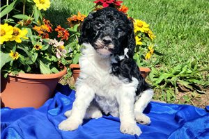 Cocoa - Standard Poodle for sale