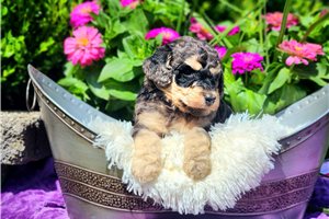 Finnegan - Poodle, Standard for sale
