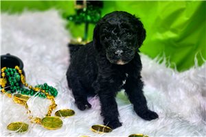 Melinda - Poodle, Standard for sale