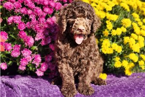 Kingston - puppy for sale