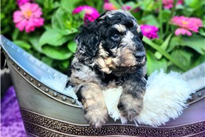 Fisher - Poodle, Standard for sale