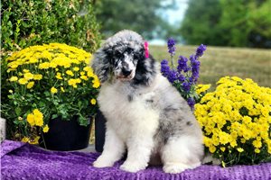 Franny - Standard Poodle for sale