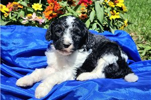 Barley - Standard Poodle for sale
