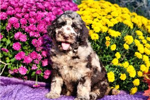 Kevin - puppy for sale