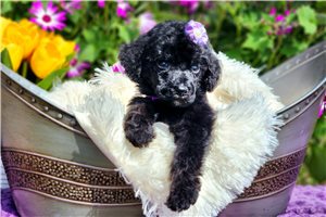Melinda - Poodle, Standard for sale