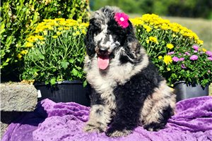 Fran - Standard Poodle for sale