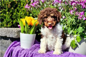 Miley - Standard Poodle for sale