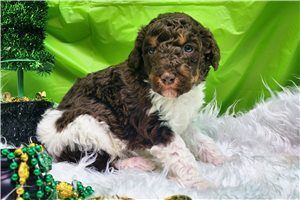 Miley - Poodle, Standard for sale