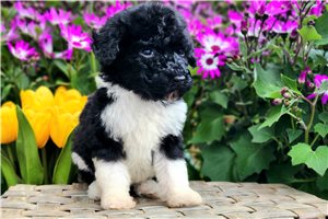 Meredith - Poodle, Standard for sale