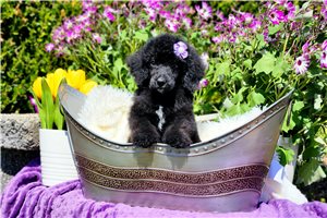 Melinda - Poodle, Standard for sale