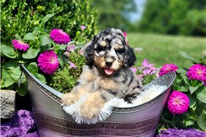 Friday - Poodle, Standard for sale