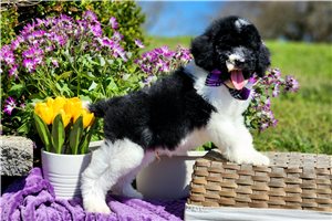 Monroe - Poodle, Standard for sale