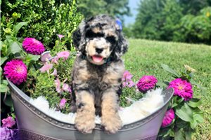Freda - Poodle, Standard for sale