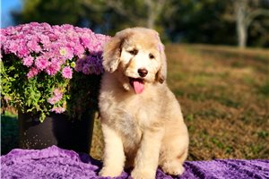Kinsley - puppy for sale