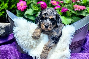 Freda - Poodle, Standard for sale