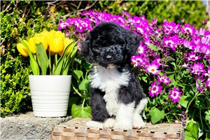 Murphy - Poodle, Standard for sale