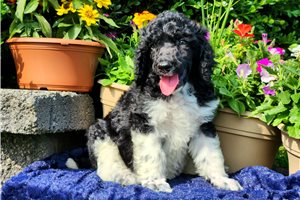 Sesame - puppy for sale