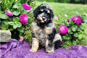 Fisher - Poodle, Standard for sale