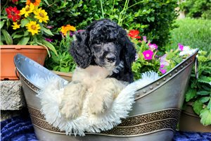 Cocoa - Poodle, Standard for sale