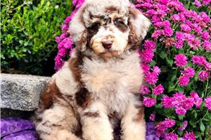 Katherine - puppy for sale