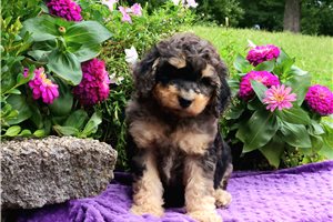 Finnegan - Poodle, Standard for sale