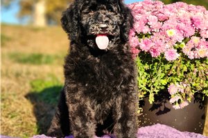 Kiara - puppy for sale