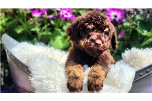 Monterey - Poodle, Standard for sale