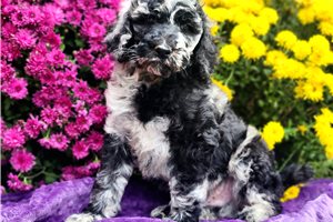Knox - puppy for sale