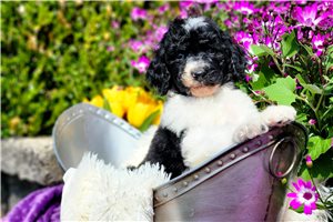 Monroe - Poodle, Standard for sale