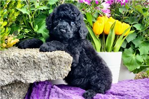 Meeko - Poodle, Standard for sale