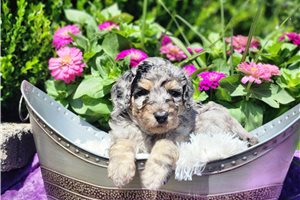 Francesca - Poodle, Standard for sale