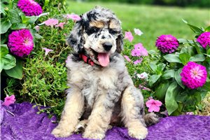 Francesca - Poodle, Standard for sale