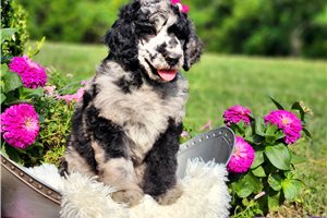 Fran - Poodle, Standard for sale