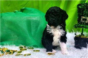 Murphy - Poodle, Standard for sale